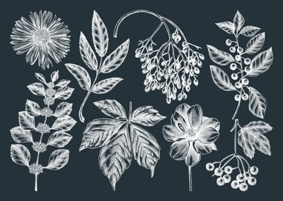 Hand-sketched autumn plants collection on chalkboard. Elegant floral sketch art. Hand-drawn fall leaves, berries, flowers sketches set. For autumn invitations, cards, wall art, print, poster.